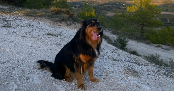emma pet sitter à MAZAN 84380_3