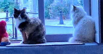 melissa pet sitter à Guichen 35580_3