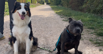 enola pet sitter à LANGRES 52200_1