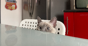 naomie pet sitter à LILLE 59260_2