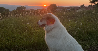 romane pet sitter à CHAMALIERES 63400_1