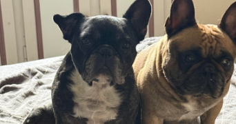 patrice pet sitter à LES EGLISES D ARGENTEUIL 17400_1