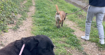 Lorie pet sitter à PERPIGNAN 66100_3