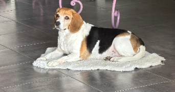 chrystel pet sitter à VILLETTE D ANTHON 38280_2