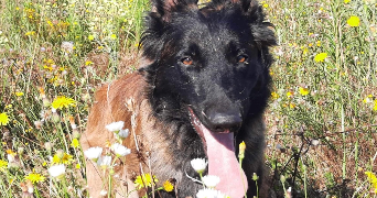marlène pet sitter à VEZERONCE CURTIN 38510_5