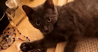 aurélia pet sitter à PARIS 15 75015_3
