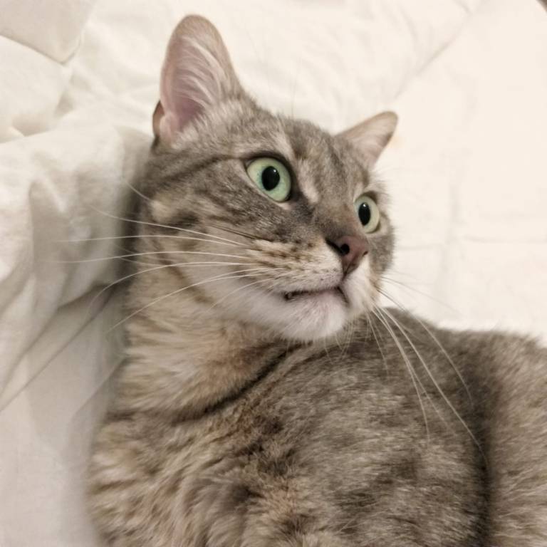 Maria pet sitter à Aix-en-Provence 13100_1