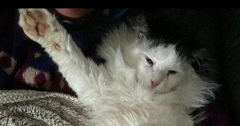 virginie pet sitter à BRIGNOLES 83170_10