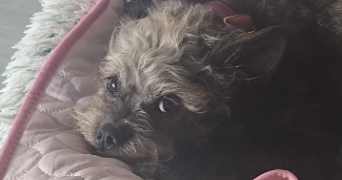 caroline pet sitter à ALENCON 61000_1