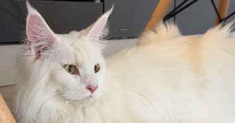 adriana pet sitter à SARAN 45770_3