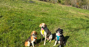 anais pet sitter à SALLES ARBUISSONNAS EN BEAUJOLAIS 69460_2