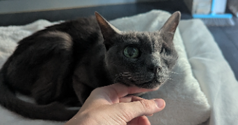 marine pet sitter à LA GRANDE MOTTE 34280_11