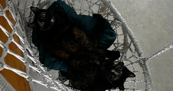 charline pet sitter à RUNAN 22260_3