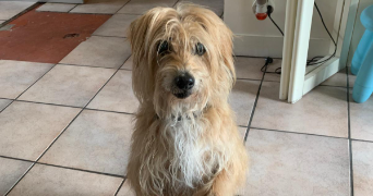 victor pet sitter à GOURNAY SUR MARNE 93460_3
