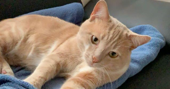 samara pet sitter à ASNIERES SUR SEINE 92600_3