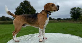 aurelia pet sitter à DUGNY 93440_2