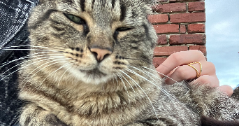 lou pet sitter à HOUPPEVILLE 76770_2
