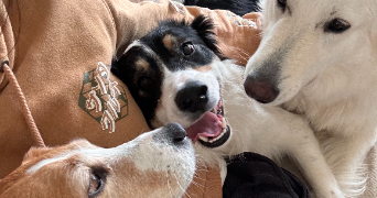 emeraude pet sitter à LA ROCHELLE 17000_11