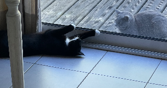 cyril pet sitter à ST HERBLAIN 44800_9