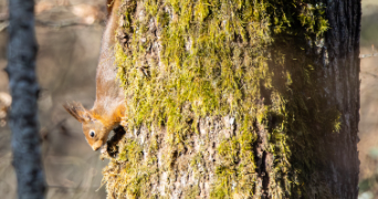 laura et pet sitter à Blagnac 31700_9