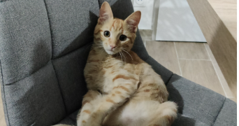 pauline pet sitter à ST MAXIMIN LA STE BAUME 83470_9