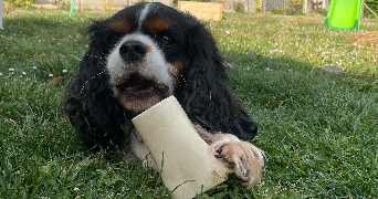 emilie pet sitter à MARMAGNE 18500_5