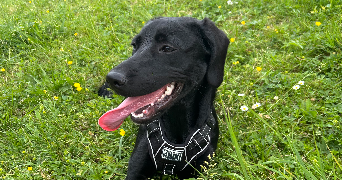 angélique pet sitter à COURTOIS SUR YONNE 89100_2