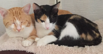 lise pet sitter à GENNES VAL DE LOIRE 49350_3