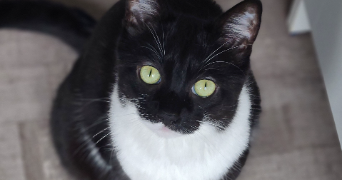 laurine pet sitter à NANTES 44200_3