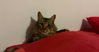 chloé pet sitter à MARSEILLE 06 13006_3