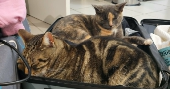 selen pet sitter à CLERMONT FERRAND 63100_3