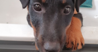 noelia pet sitter à GEMOZAC 17260_5