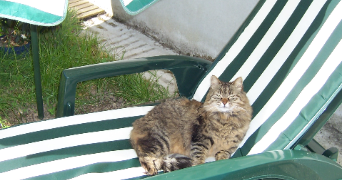 martine pet sitter à PONT L ABBE 29120_1