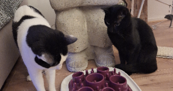 sydney pet sitter à GRADIGNAN 33170_1