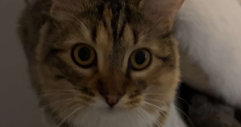 eva pet sitter à MONTIGNY LE BRETONNEUX 78180_2