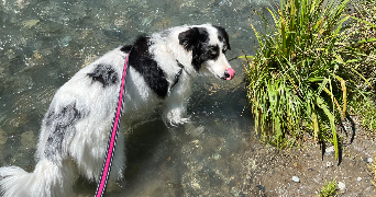 salomé pet sitter à DOMENE 38420_6