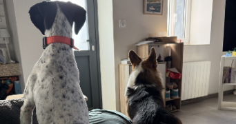 valentine pet sitter à ST LEGER LA MONTAGNE 87340_6