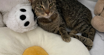 déborah asv pet sitter à MUNSTER 68140_3