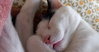 avelaine pet sitter à BEZIERS 34500_2