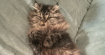 marie pet sitter à DEVILLE LES ROUEN 76250_1