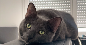 marine pet sitter à LYON 08 69008_3