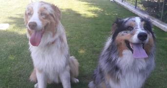 maud pet sitter à Chamagnieu 38460_4