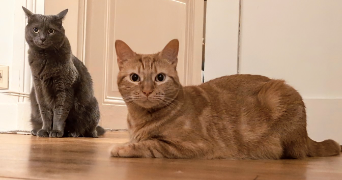 mai et rémi pet sitter à BOIS COLOMBES 92270_4