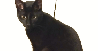 kamelia pet sitter à LINGOLSHEIM 67380_2