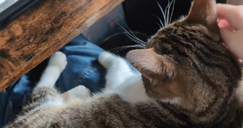 laure pet sitter à ST DENIS 93200_1