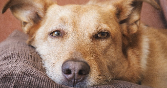 céline pet sitter à BELZ 56550_3