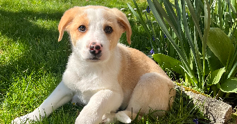 elea pet sitter à FLAVIGNAC 87230_5