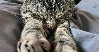 lou-anne pet sitter à EPONE 78680_0