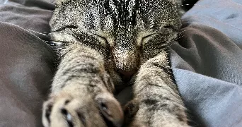 lou-anne pet sitter à EPONE 78680