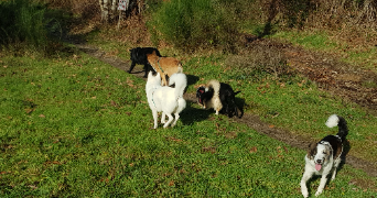 corinne  pet sitter à RAZES 87640_10